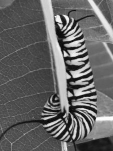 monarch-catapillar-on-milkweed-in-my-yard